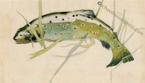 Canvas Print - Brown Trout