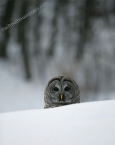 Canvas Print - Owl behind Snow