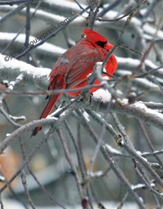 Canvas Print - Cardinal