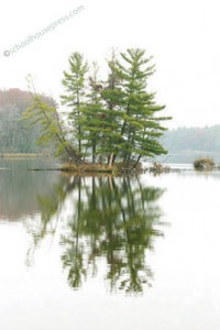 Canvas Print - Reflecting Trees