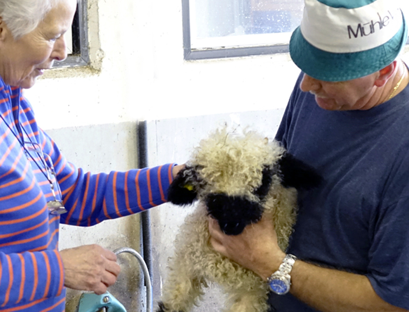 Lloie Schwartz petting a black nosed sheep with farmer in Italy