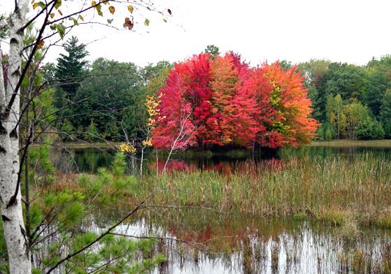 Maple with bright red fall leaves on an island