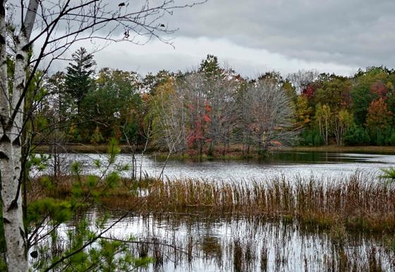 Maple with fall leaves blown off on an island