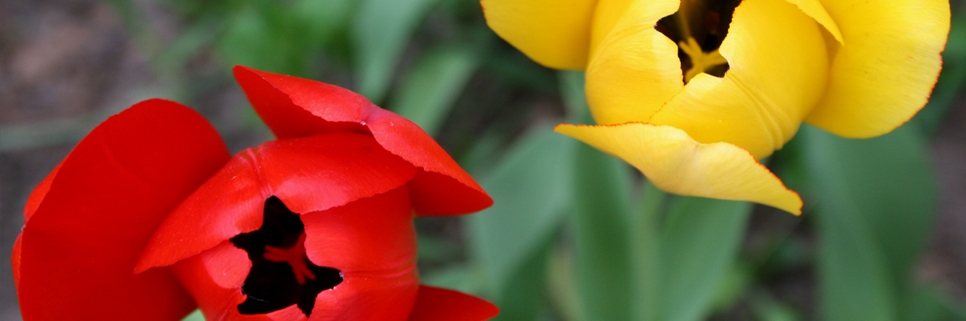 red and yellow poppies with black centers