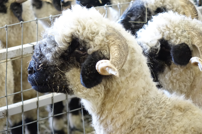 Black Nosed Sheep Close Up