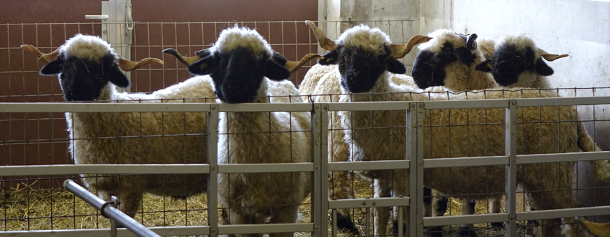 several black nosed sheep in barn