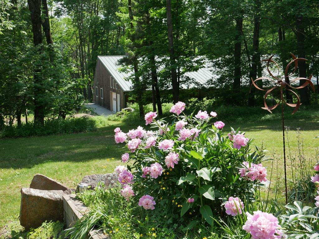 Meg's garden with pink peonies and greenery and rocks and Schoolhouse Press warehouse cedar sides and light green metal roof in background, shot downhill